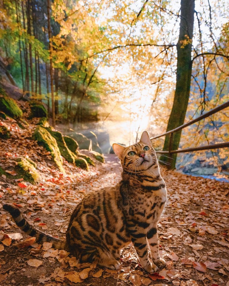 Бенгальская кошка