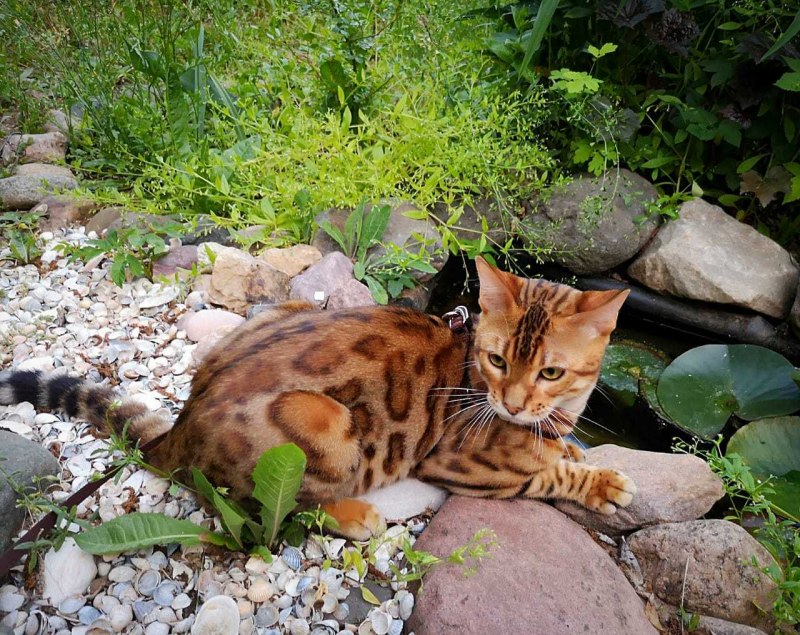 Кот бенгал