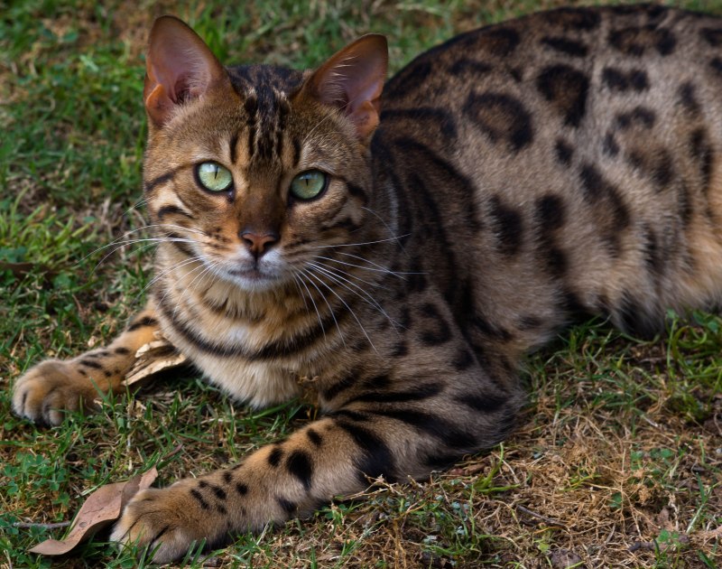 Мраморная кошка Pardofelis Marmorata