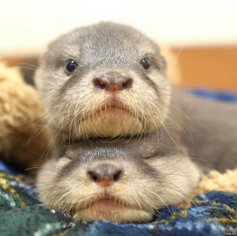 Ottergram picture