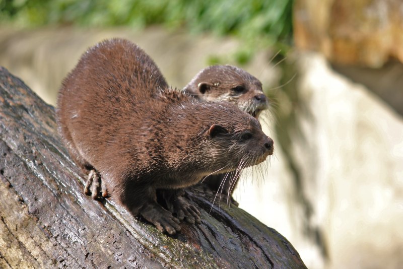 Кавказская выдра (Lutra Lutra meridionalis)