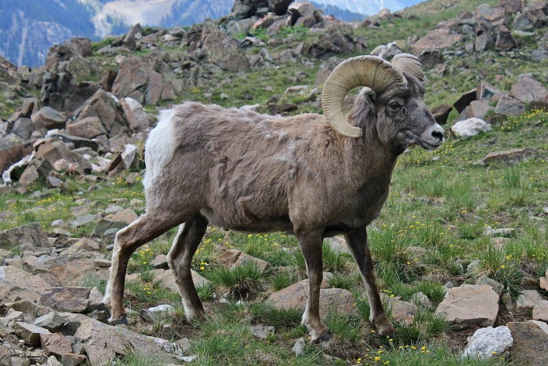 Толсторогий баран (Ovis canadensis).