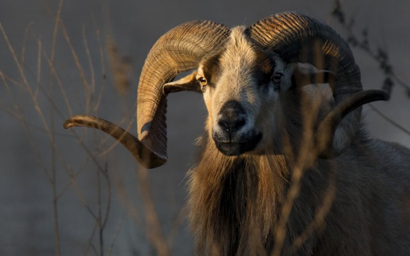 Снежный баран (Ovis canadensis)