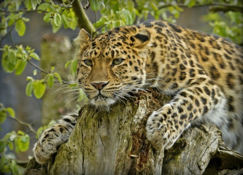 Амурский леопард (67 фото)