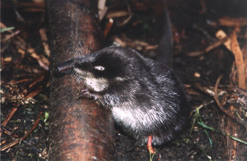 GALEMYS pyrenaicus