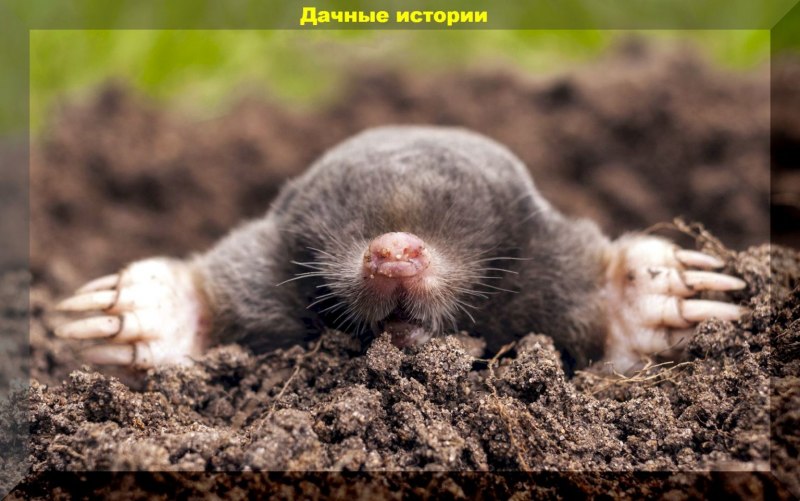 Медведка Земляная крыса