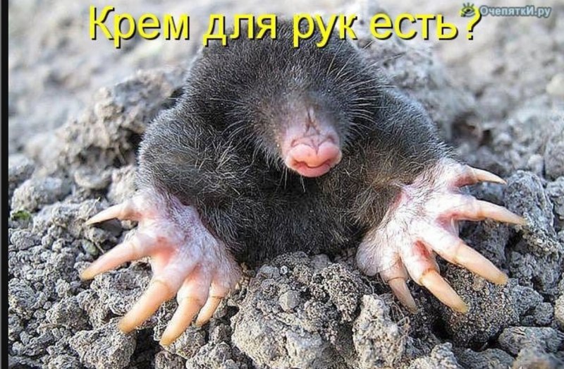 Крот звездонос