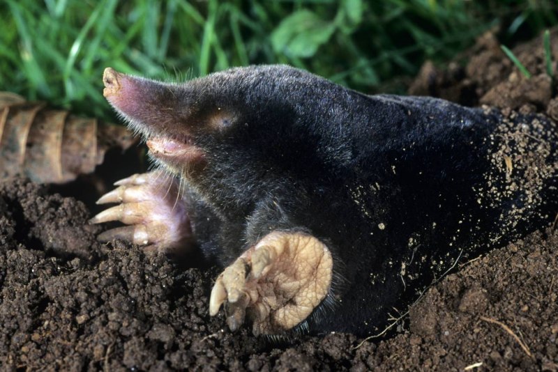 Крот Mole