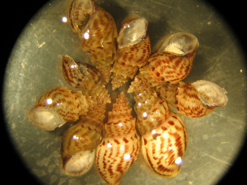 Улитка Mieniplotia scabra