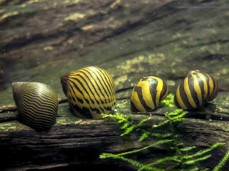 Аквариум улитка тиара scabra