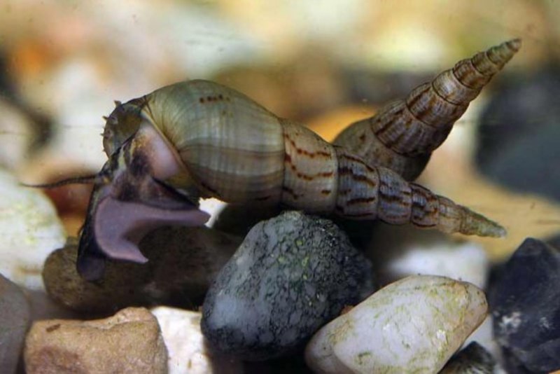 Улитка Priotrohatella stellata