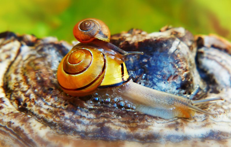 Улитка (Begonia escargot)
