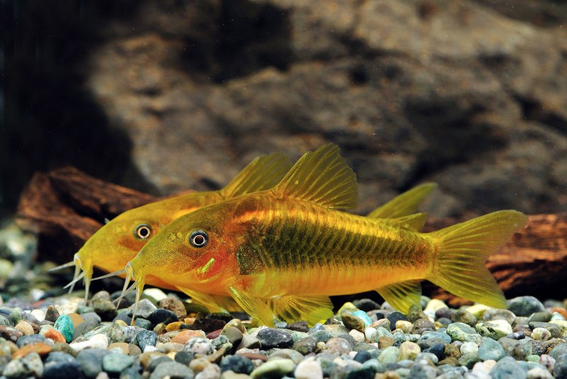Gyrinocheilus pustulosus