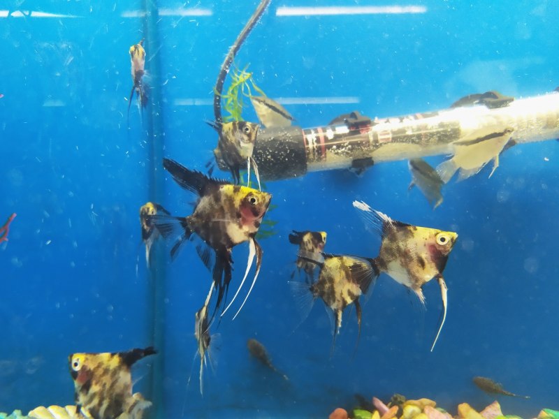 Baryancistrus SP. L-177