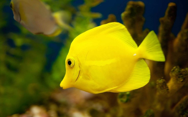 Jewel Cichlid