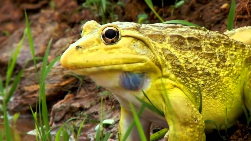 Аквариумные рыбки боция шахматная