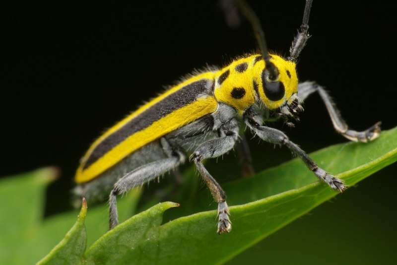 Касатик желтый (Iris pseudacorus)