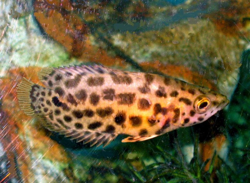 Леопардовая рыба (63 фото)