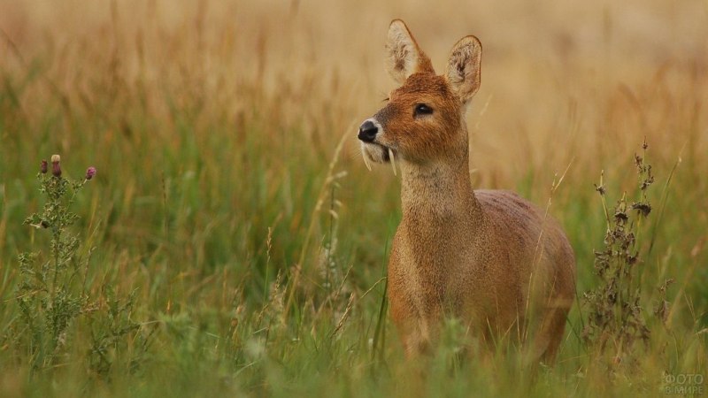 Косуля и кабарга
