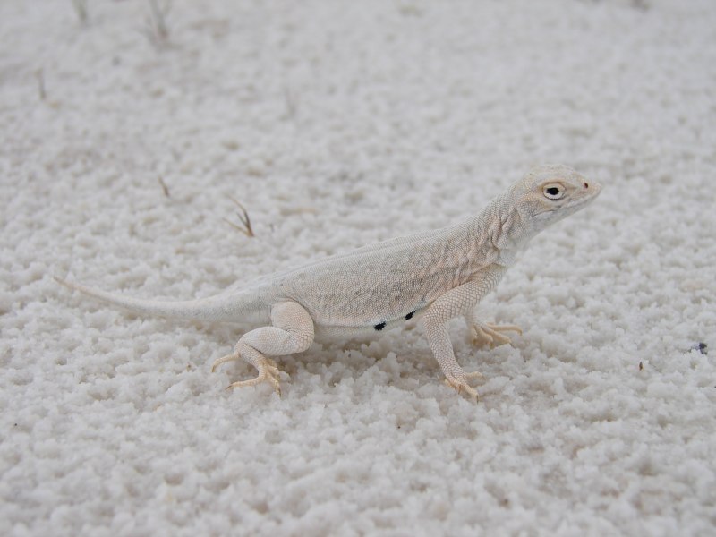 Уайт Лизард (White Lizard