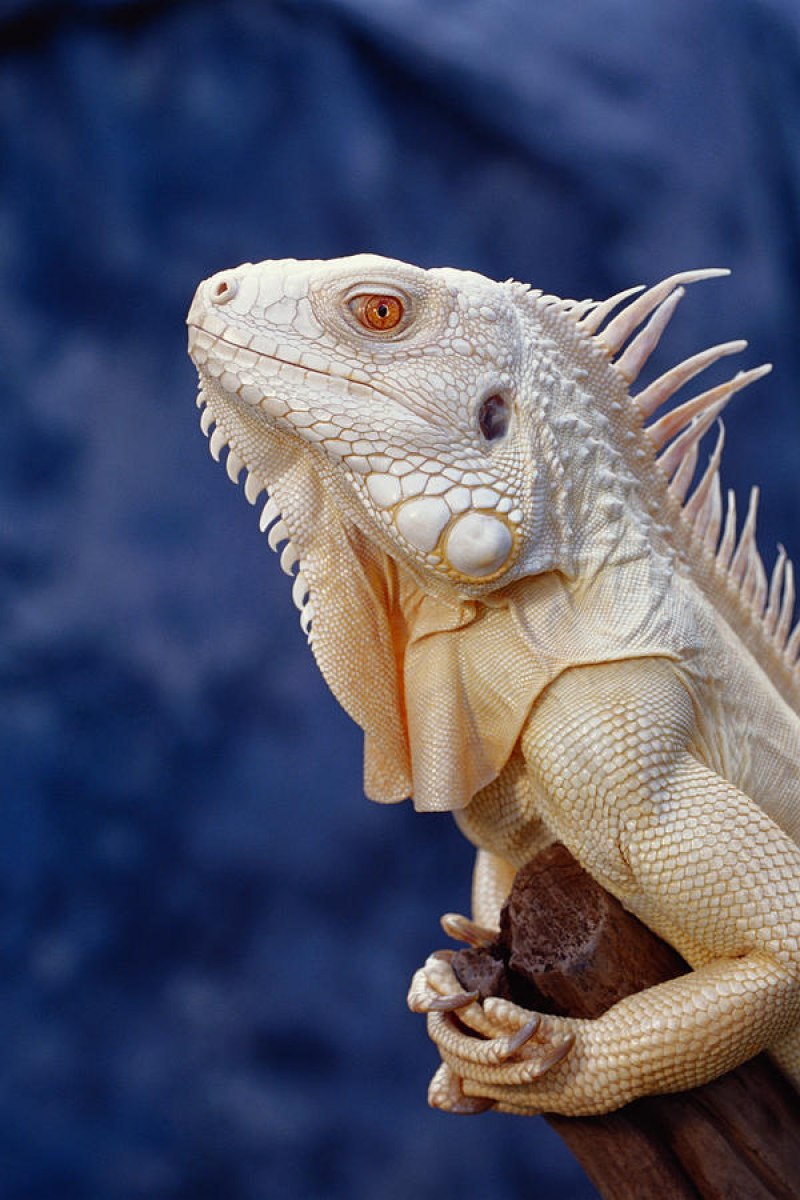 Iguana Iguana Albino