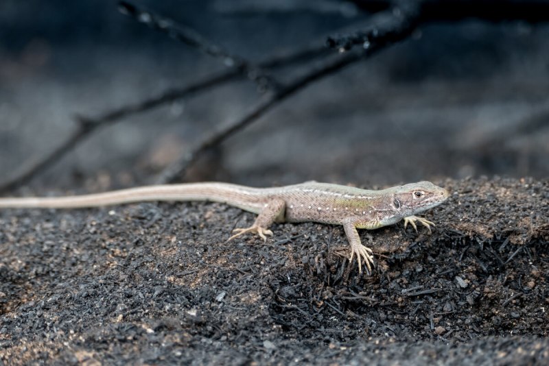 Newt ящерица