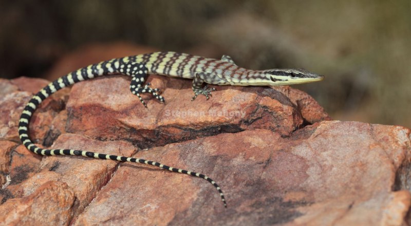 Varanus glauerti