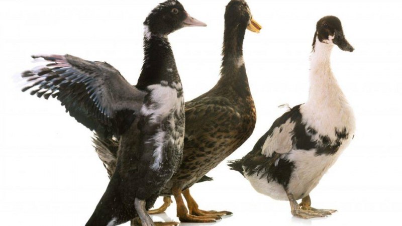 Руанская утка