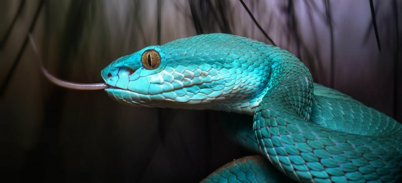 Шершавая древесная гадюка (Atheris squamigera)