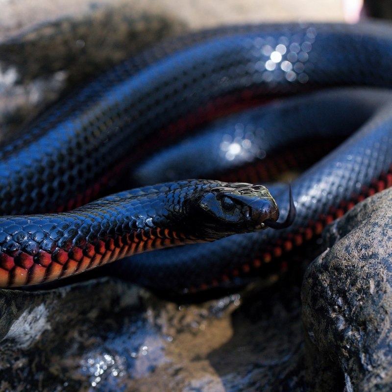 Lycodon Laoensis