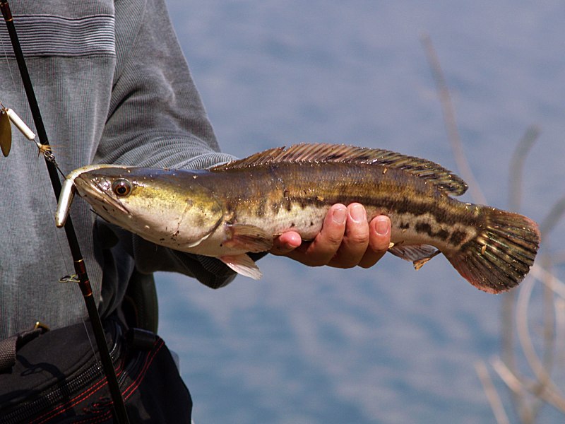 Channa marulioides