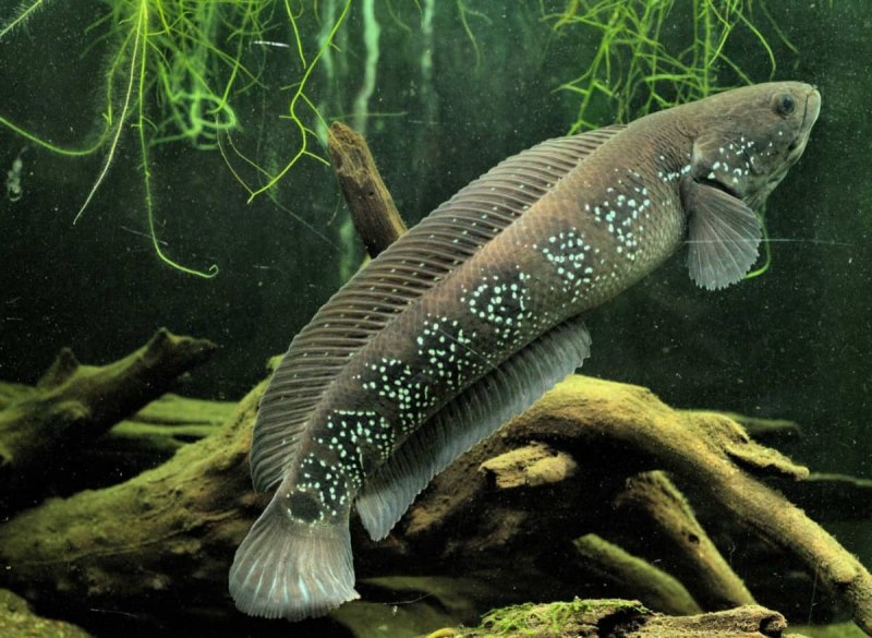 Змееголов Императорский Channa marulioides