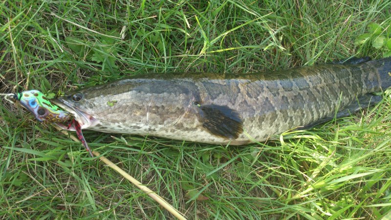 Channa pleurophthalma