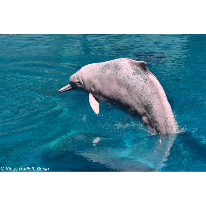 Горбатый дельфин (60 фото)