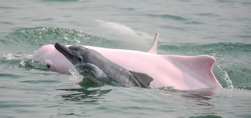 Китайский Речной (Озерный) Дельфин (Baiji Dolphin)