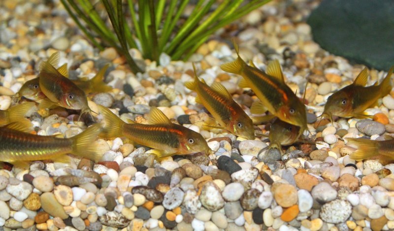 Corydoras aeneus сомик золотистый