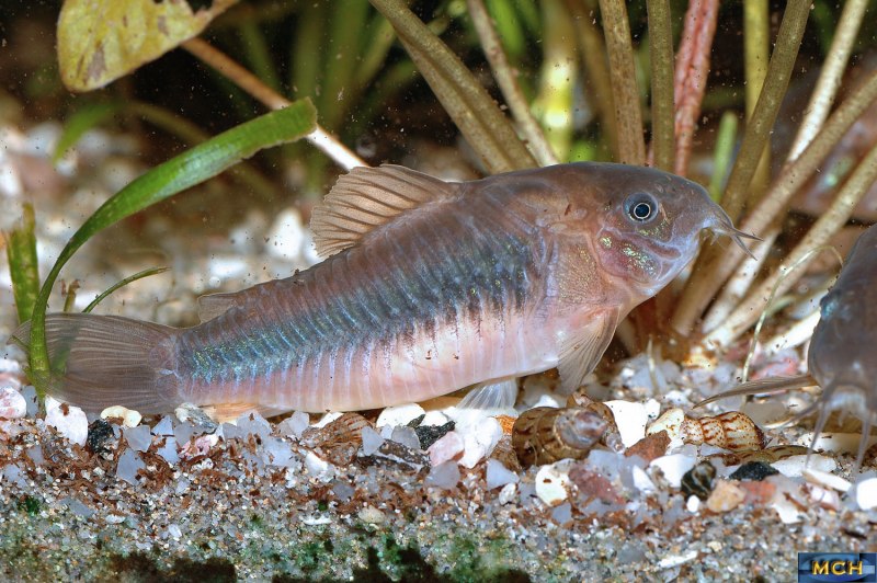 Corydoras aeneus сомик золотистый