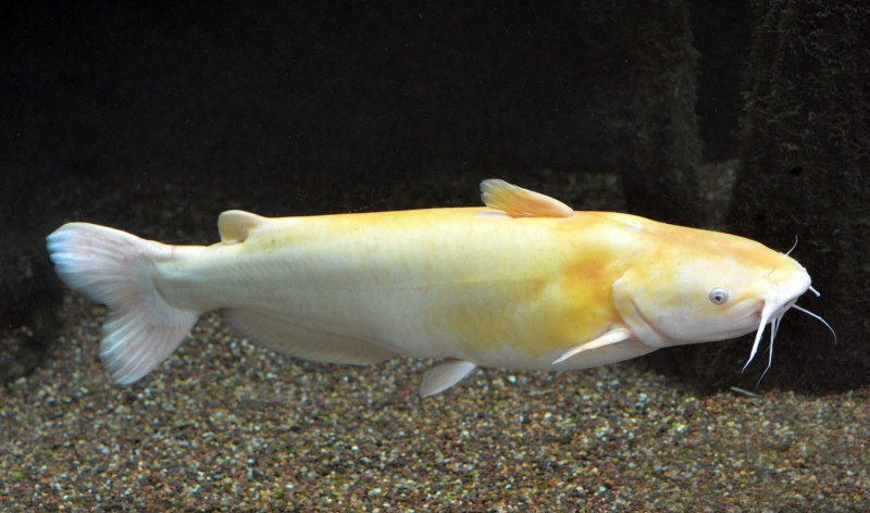 Карп (Cyprinus Carpio)