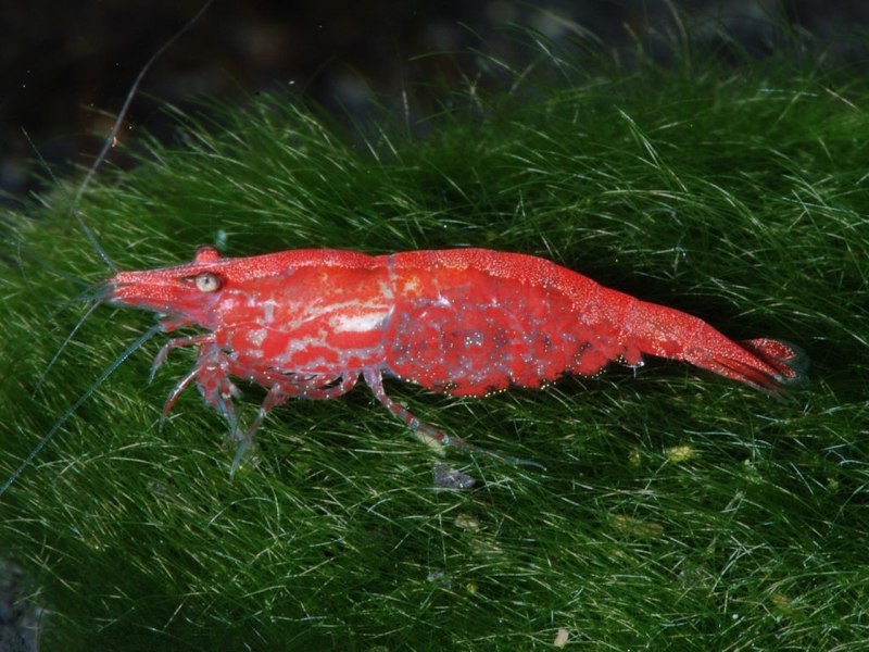Креветки Neocaridina heteropoda