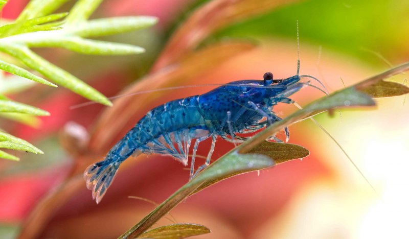Креветка Снежинка - Neocaridina CF. Zhangjiajiensis var. White