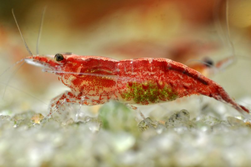 Neocaridina Shrimp Blue