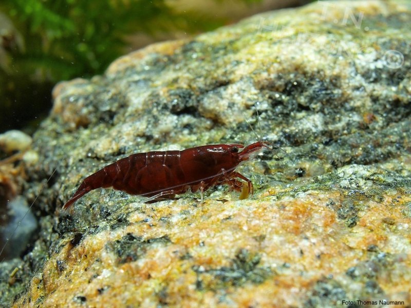 Shrimpy