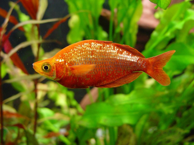 Atherina hepsetus