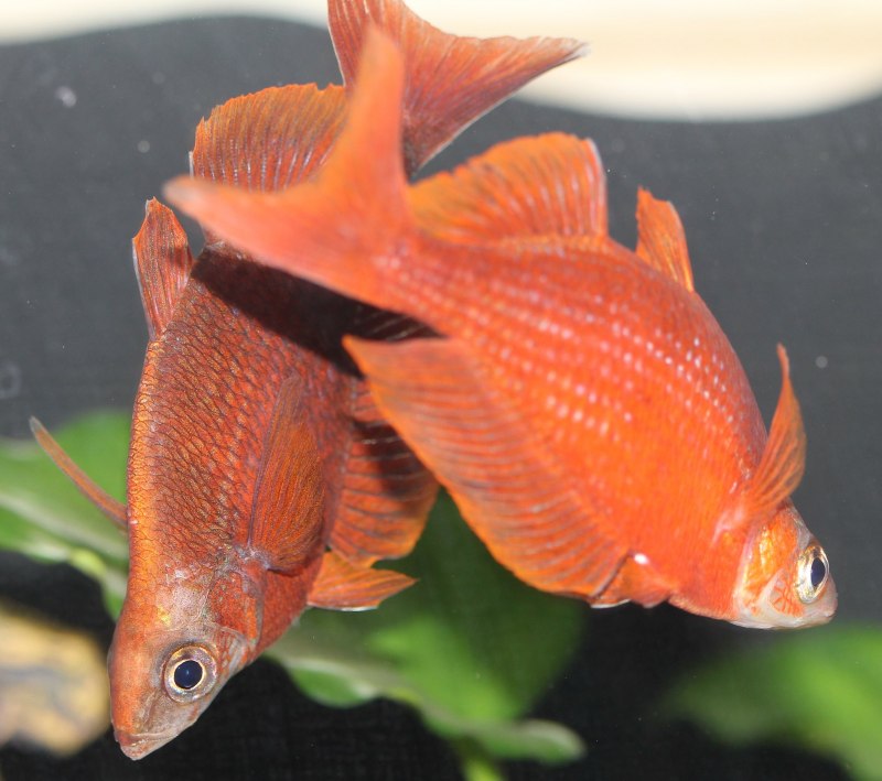 Odontesthes bonariensis рыба