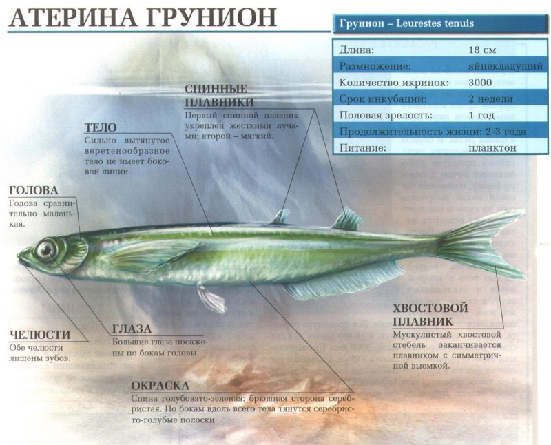 Глоссолепис красный (атерина красная) Glossolepis incisus