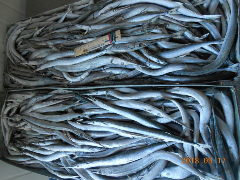 Grunion Fish