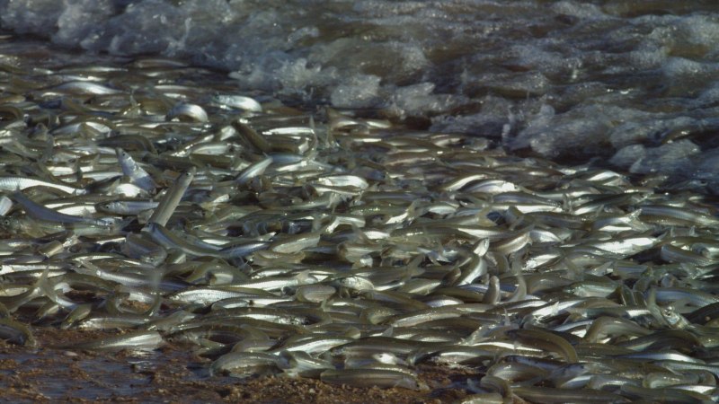 Atheriniformes