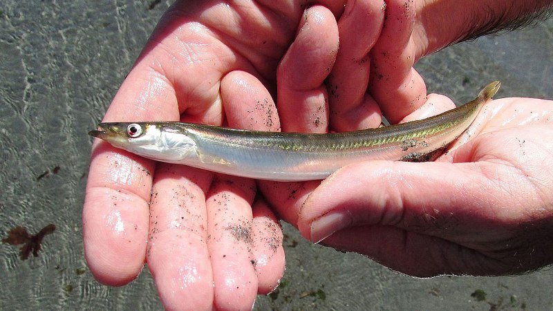 Leuresthes tenuis