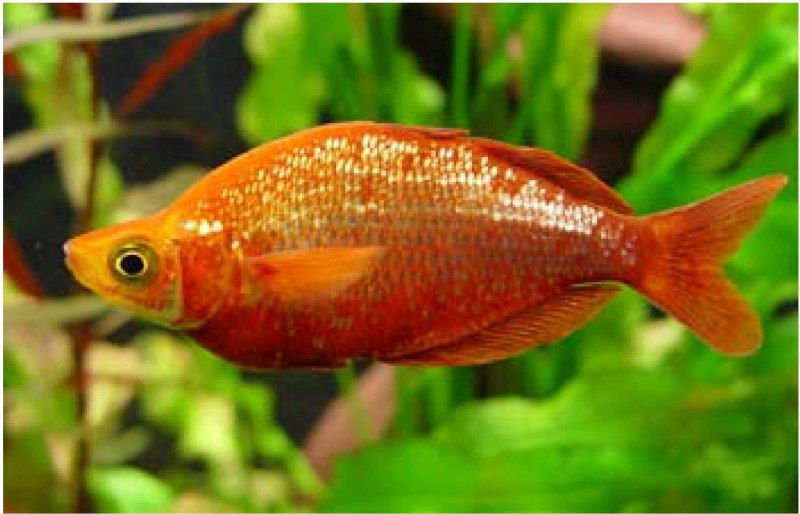 Oblada melanura меланура
