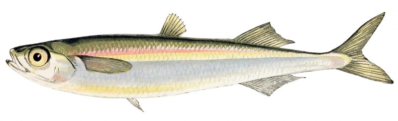 Polymixia busakhini